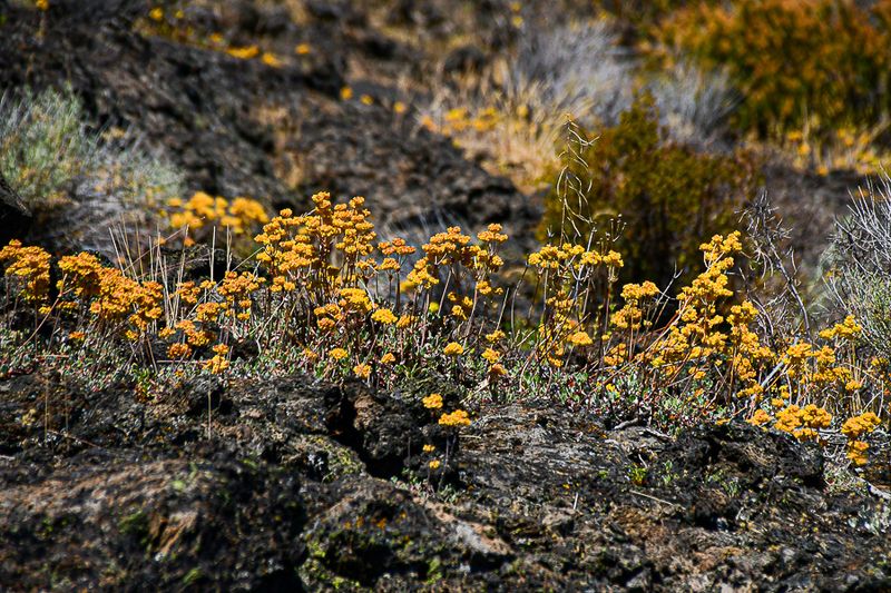 07 19 Sulphur buckwheat in the lava TBD 7948