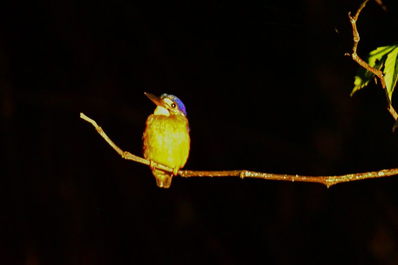 08 26 Spot-lighted kingfisher along the Kinabatangan River 4877