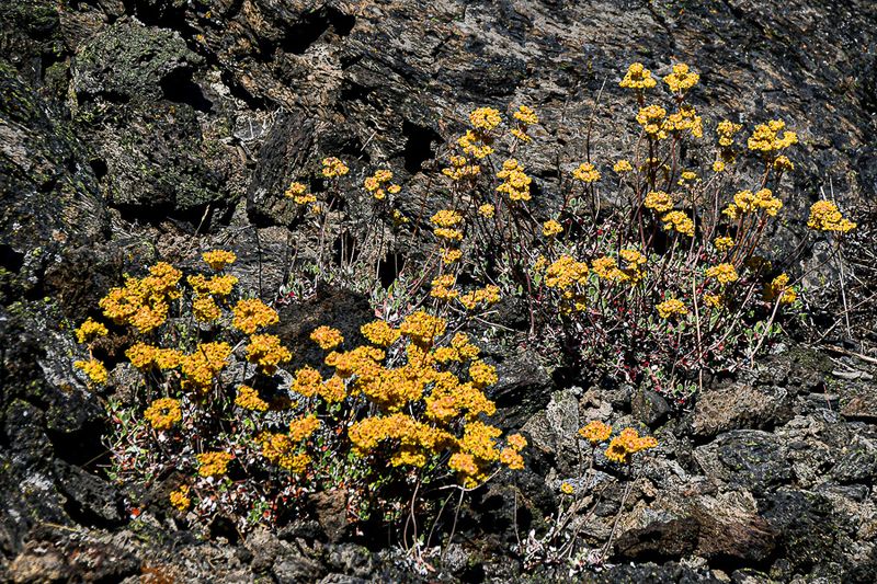 07 19 Sulphur buckwheat in the lava TBD 7949