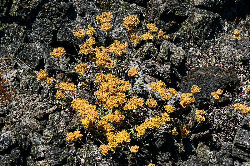 07 19 Sulphur buckwheat in the lava TBD 7951