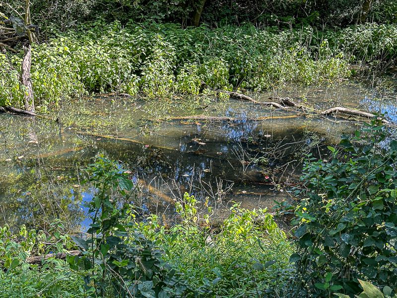 09 02 C&O Canal at Brunswick, MD 0130