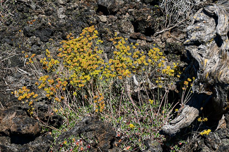 07 19 Sulphur buckwheat in the lava TBD 7952