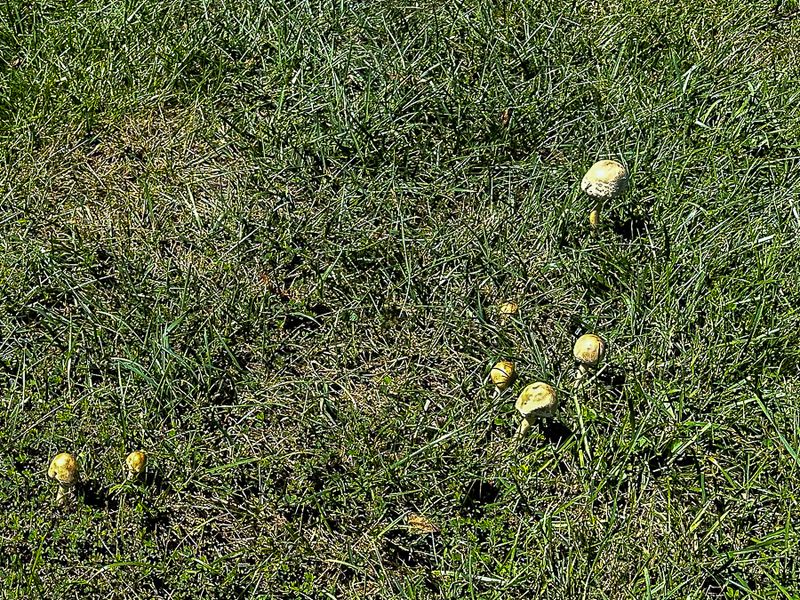 09 02 Fairy ring i0205