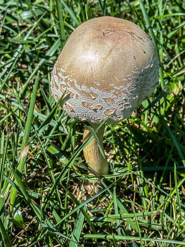 09 02 Fairy ring mushroom i0206