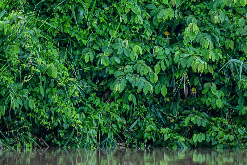 08 27 Foliage on the Kinabatangan River 4933
