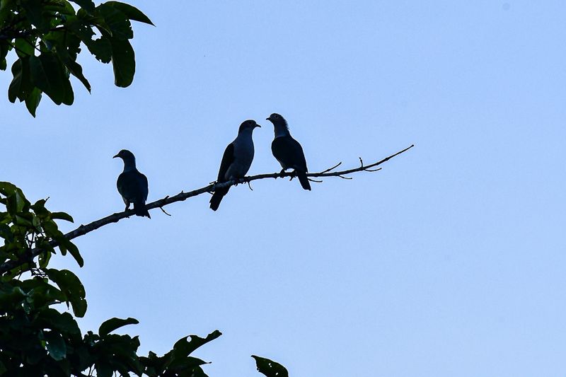 08 27 ...three's a crowd. 4943