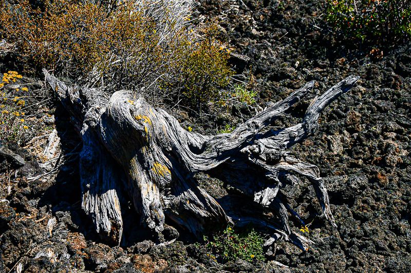 07 19 Twisted remnant 7964