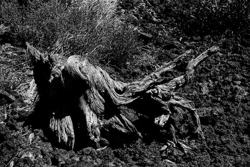07 19 Twisted remnant 7964-2