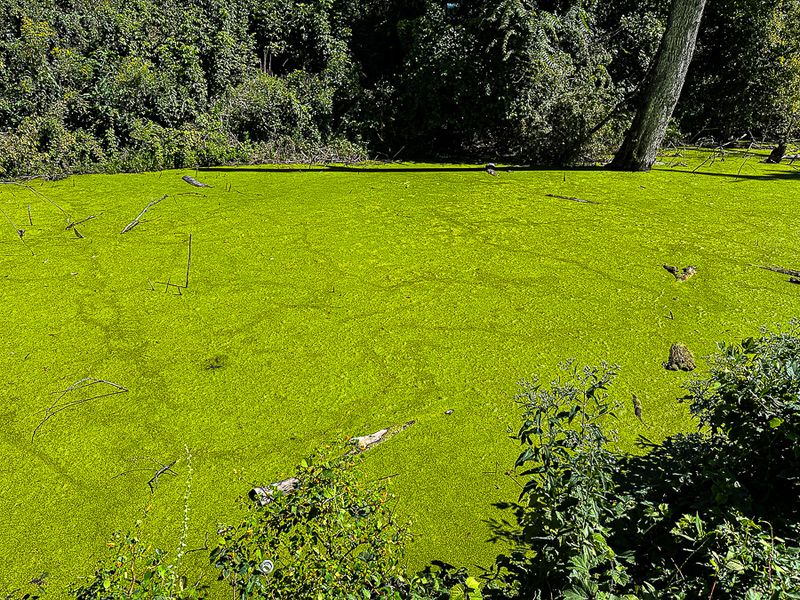 09 02 Turtle 'tracks' in duckweed i0146
