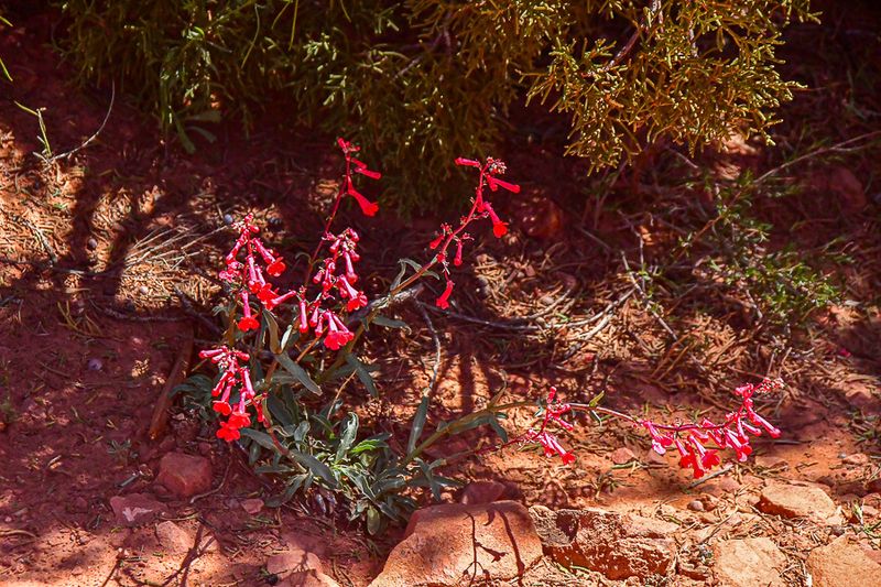 05 03 Utah penstemon Utah19-2-1522