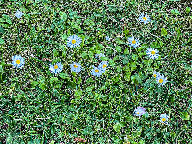 06 19 'Lawn flowers' i1084