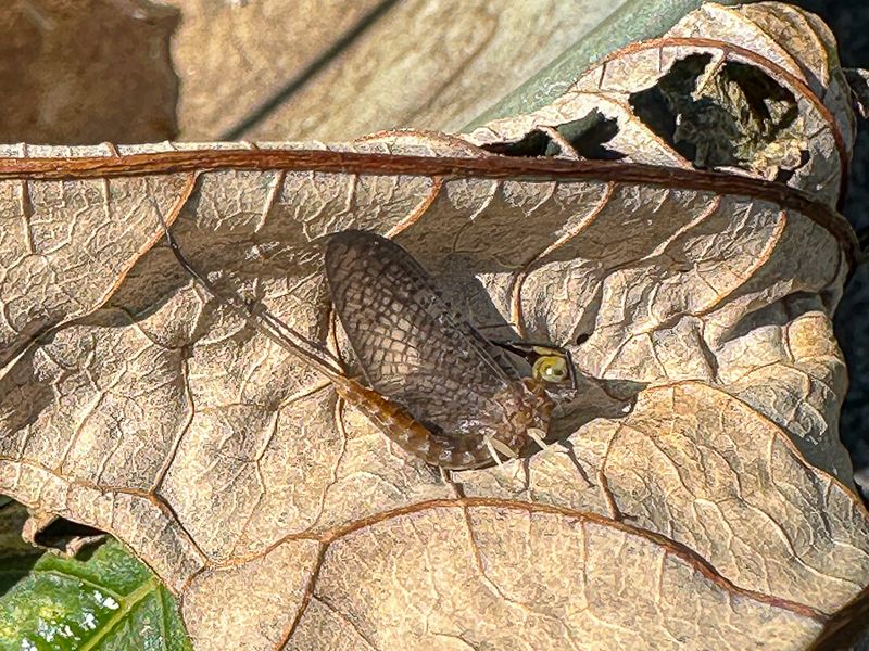 09 03 Subimago Mayfly i0274