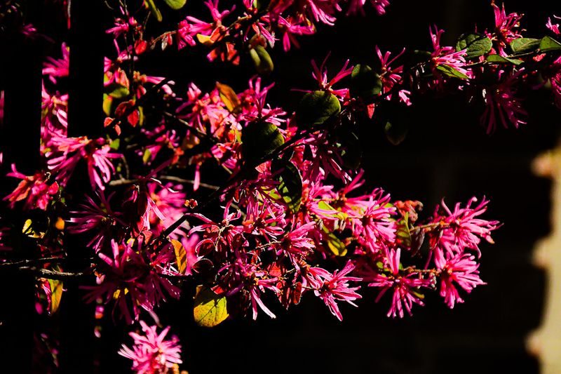 03 12 Loropetalum 0651