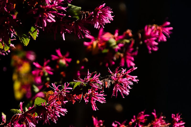 03 12 Loropetalum 0652