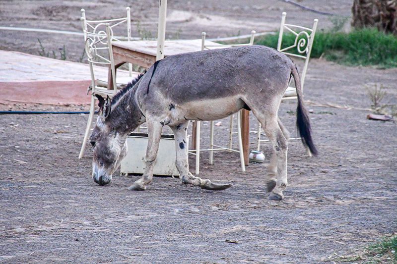 04 03 Donkey with broken leg at Riad MaduMoroc- 4434