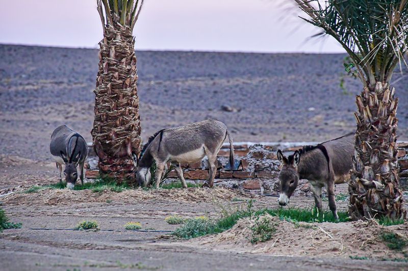 04 03 Early morning grazing at Riad Madu Moroc-4437