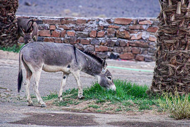 04 03 Early morning grazing at Riad Madu Moroc-4438