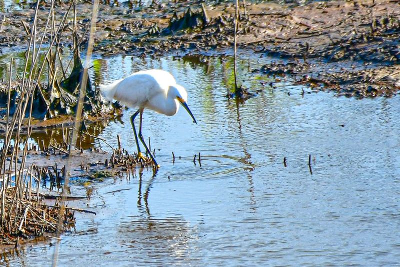 06 17 Egret 0436