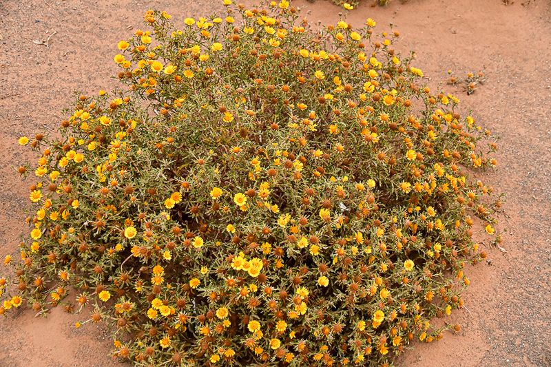 04 03 El Chebbi desert flowers Moroc-4449