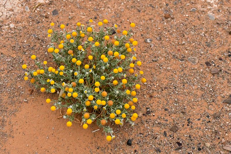 04 03 El Chebbi desert flowers Moroc-4451