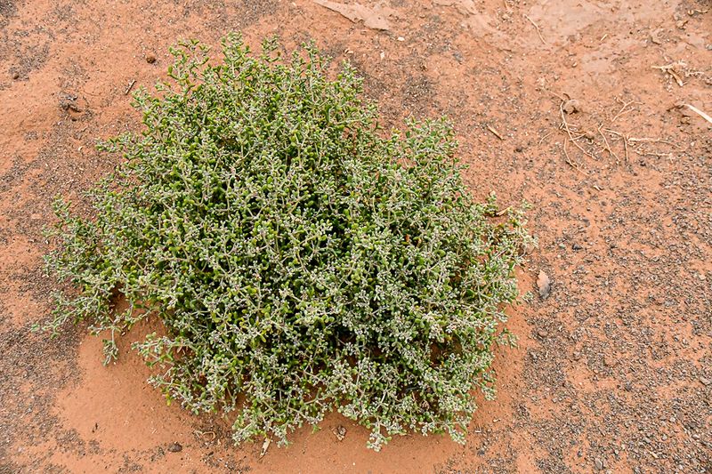04 03 El Chebbi desert flowers Moroc-4452