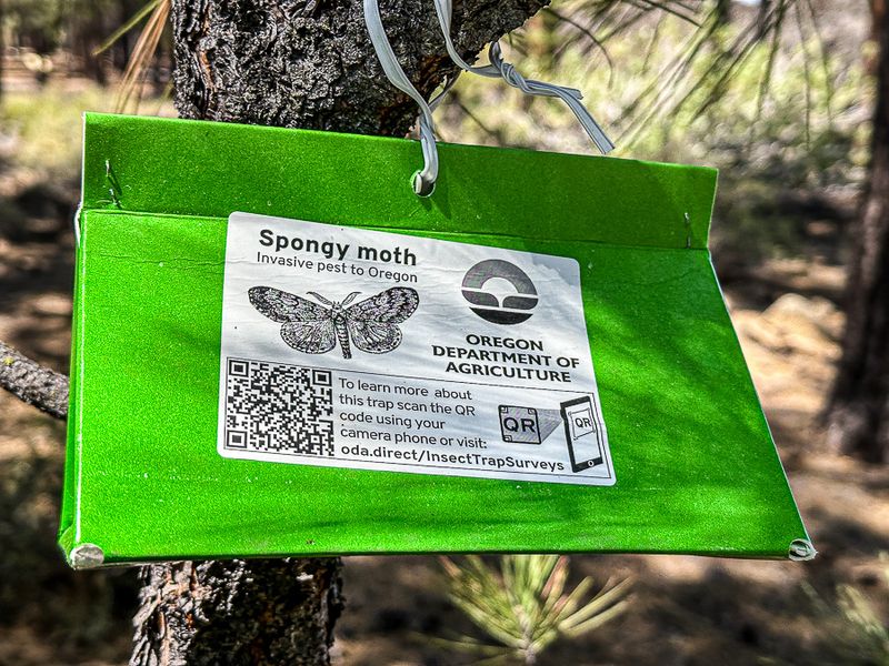 07 19 Songy moth trap i6977