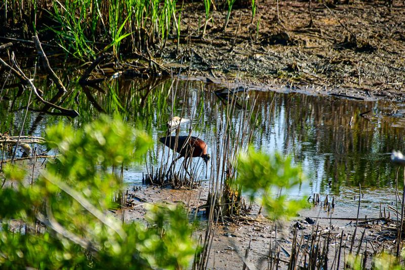 2024 06 17 Believed to be a white-faced ibis 0447