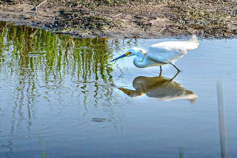 2024 06 17 Snowy egret 0458
