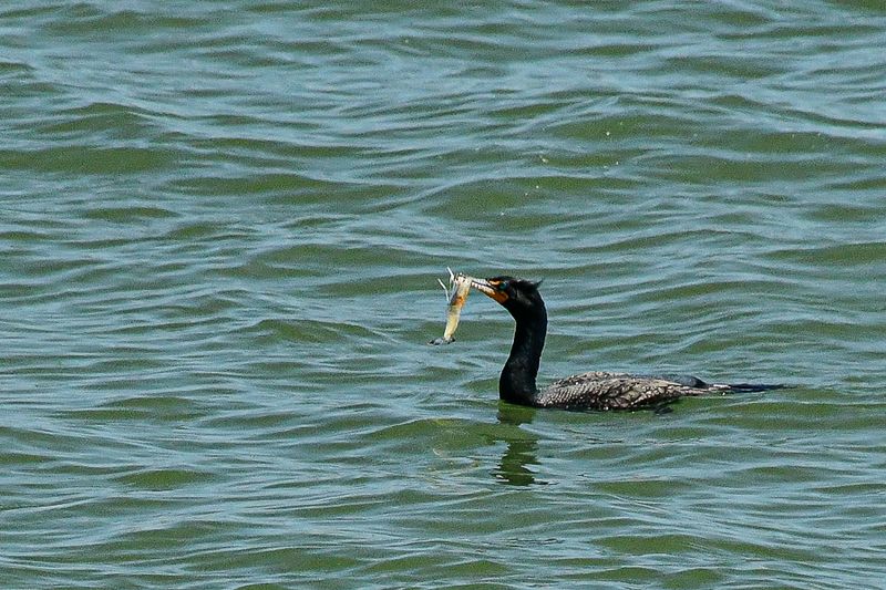 03 12 Cormorant eating a very large shrimp 0677