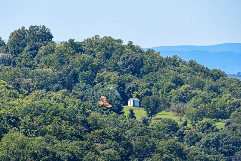 09 03 Hawk over the Potomac River at Harper's Ferry 9446
