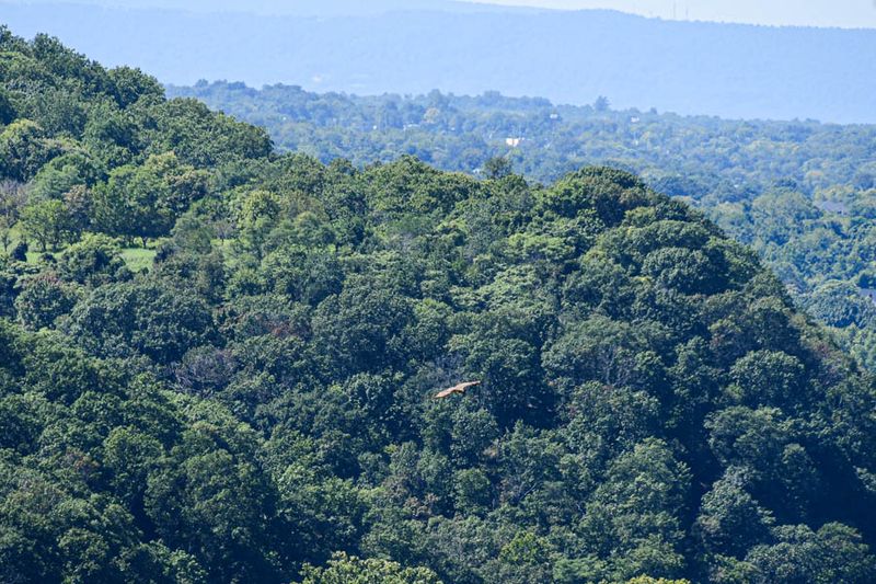 09 03 Hawk over the Potomac River at Harper's Ferry 9448