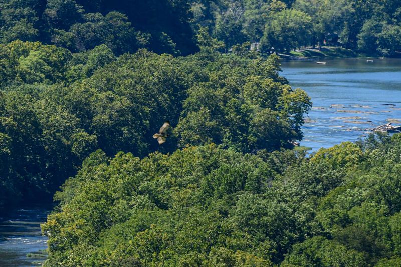 09 03 Hawk over the Potomac River at Harper's Ferry 9449