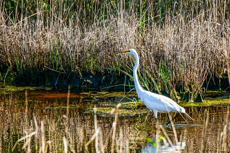 2024 06 17 Great egret 0462