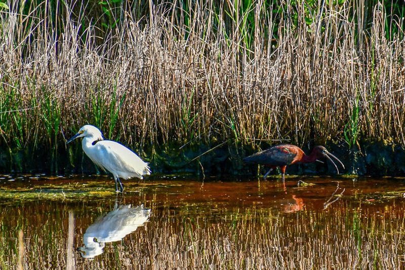 2024 06 17 Snowy egret and a white-faced ibis 0466