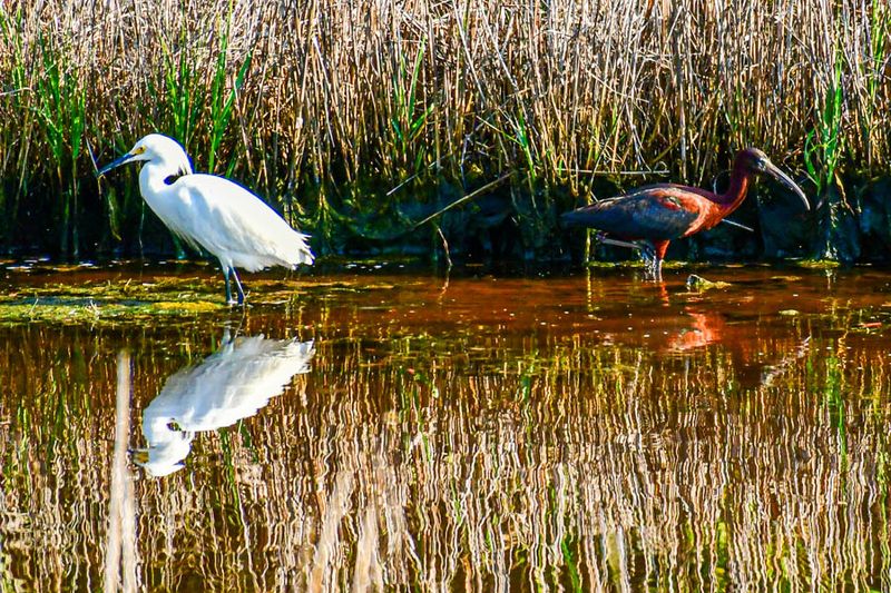 2024 06 17 Snowy egret and a white-faced ibis 0467