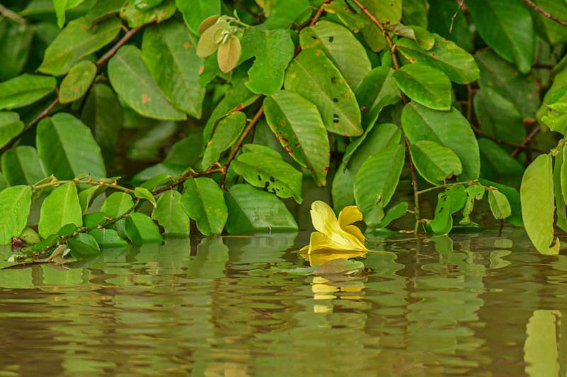 2023 08 26 Flower in the Kinabatangan River 4988