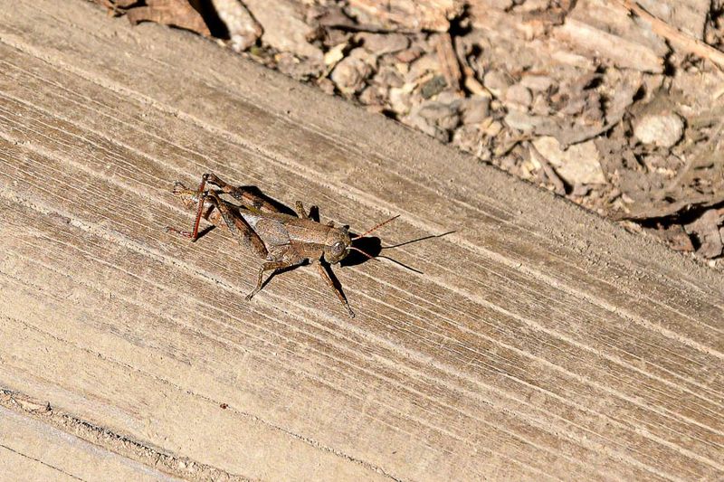 2024 09 03 Scudder's Melanoplus grasshopper 9450