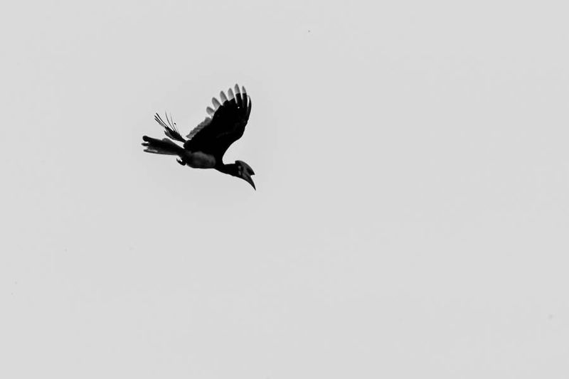 2023 08 26 Oriental pied hornbill at a distance 5001