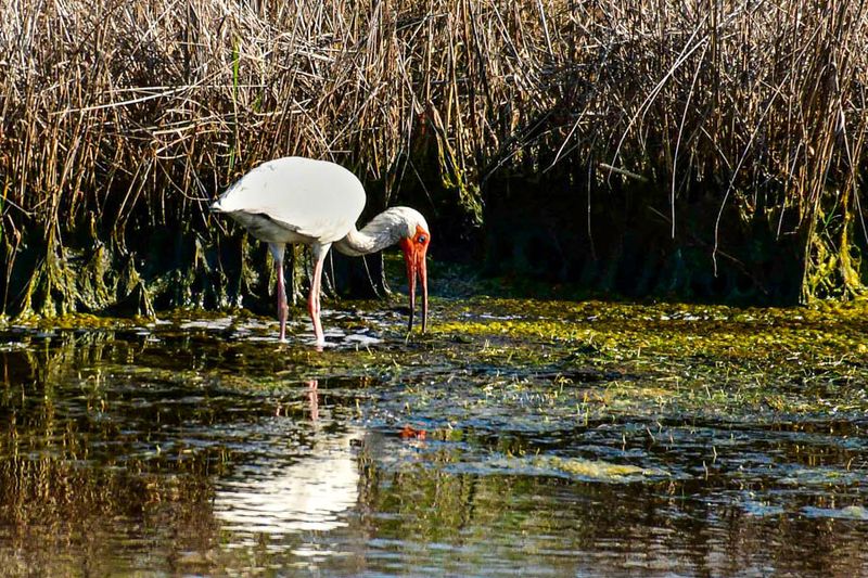 2024 06 17 White ibis 0476