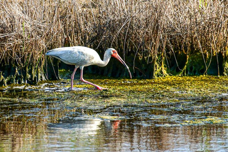 2024 06 17 White ibis 0478