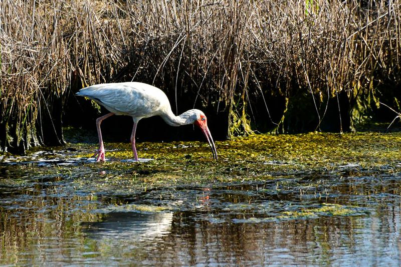 2024 06 17 White ibis 0480