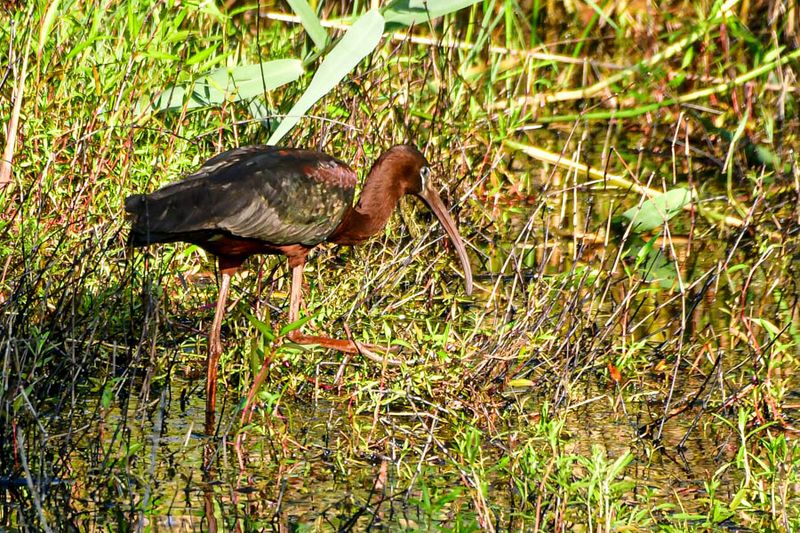 2024 06 17 Believed to be a white-faced ibis 0497