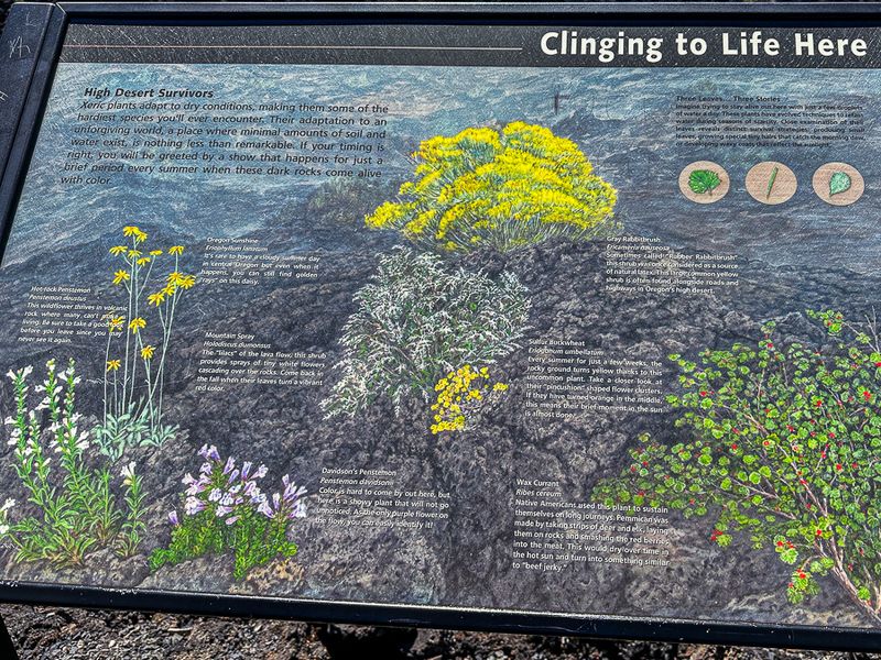 07 19 Explanatory - Life in the lava i6994