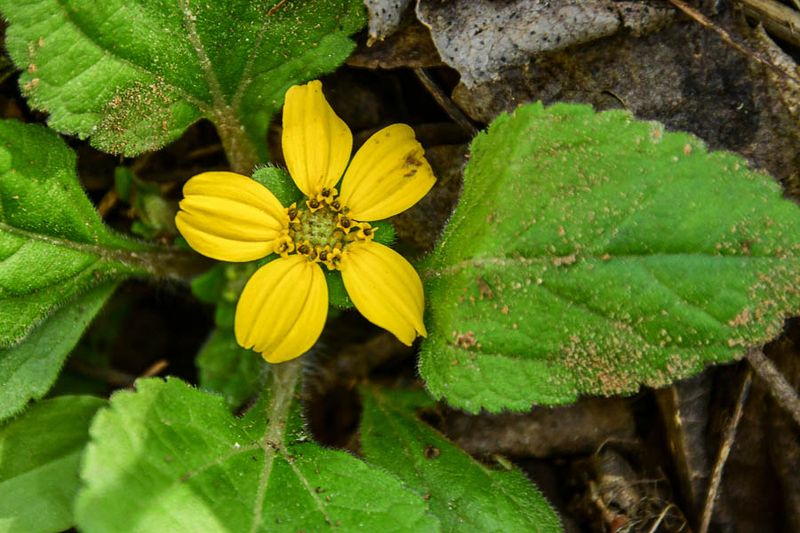 2025 0413 'Green and gold' 1095