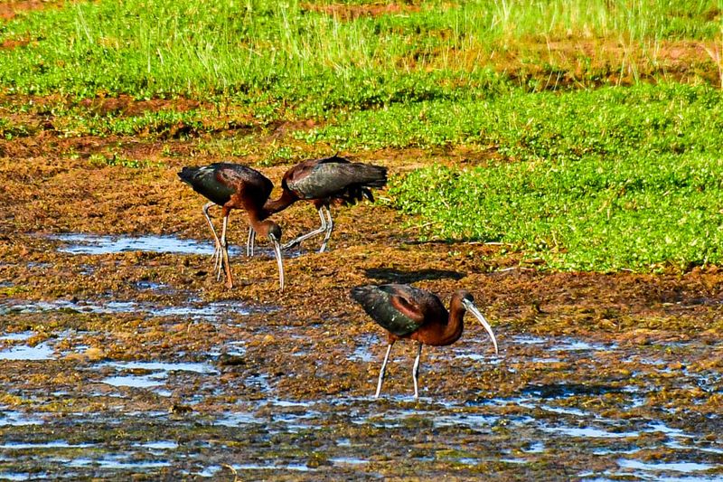 2024 06 17 White-faced ibises 0504