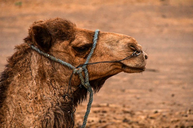 04 03 Young camel Moroc-4495