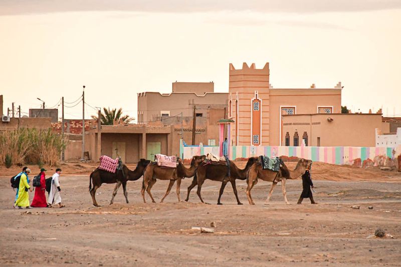 2019 04 03 School boys off to school, camels off to work Moroc-4496