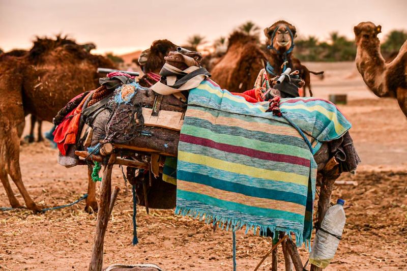 2019 04 03 Camel saddles and blanket Moroc-4505