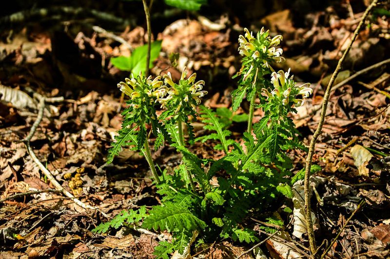 2025 04 13 Canadian lousewort 1100