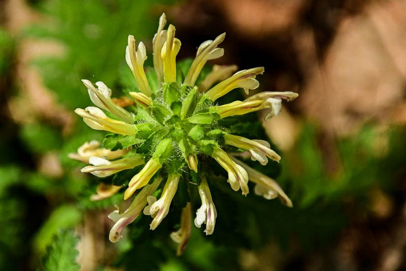 2025 04 13 Canadian lousewort 1104